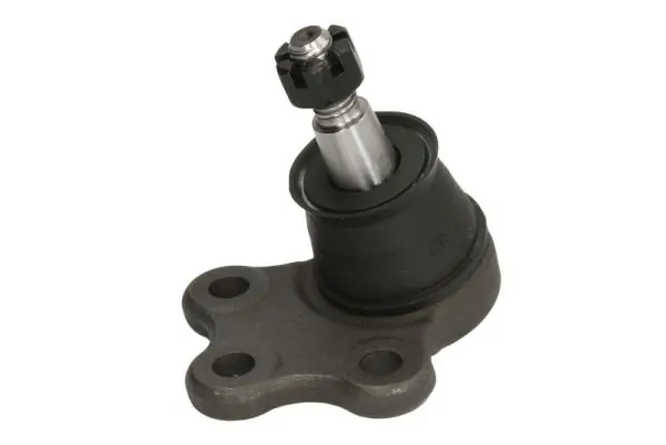 RH035017 Reinhoch